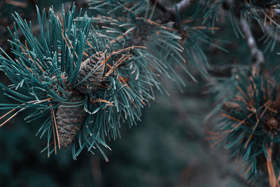 Small pine cones clustered on some pine tree branches with sunbeams