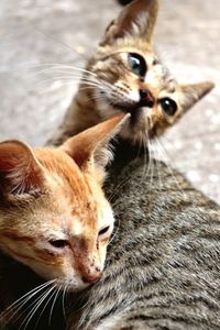 Close-up of a cat looking away