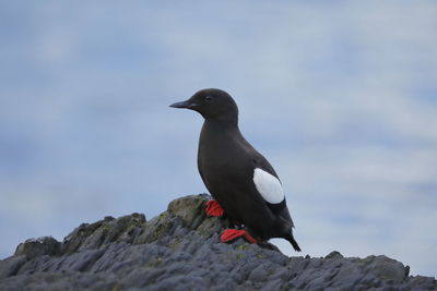 Bird perching on rock