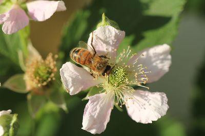 Close-up of bee on flower