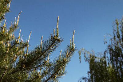 Low angle view of plants against clear blue sky