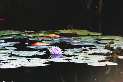Close-up of lotus water lily in lake