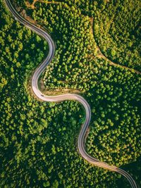 High angle view of road amidst trees