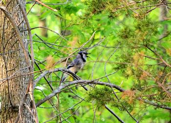 Bird perching on tree trunk in forest