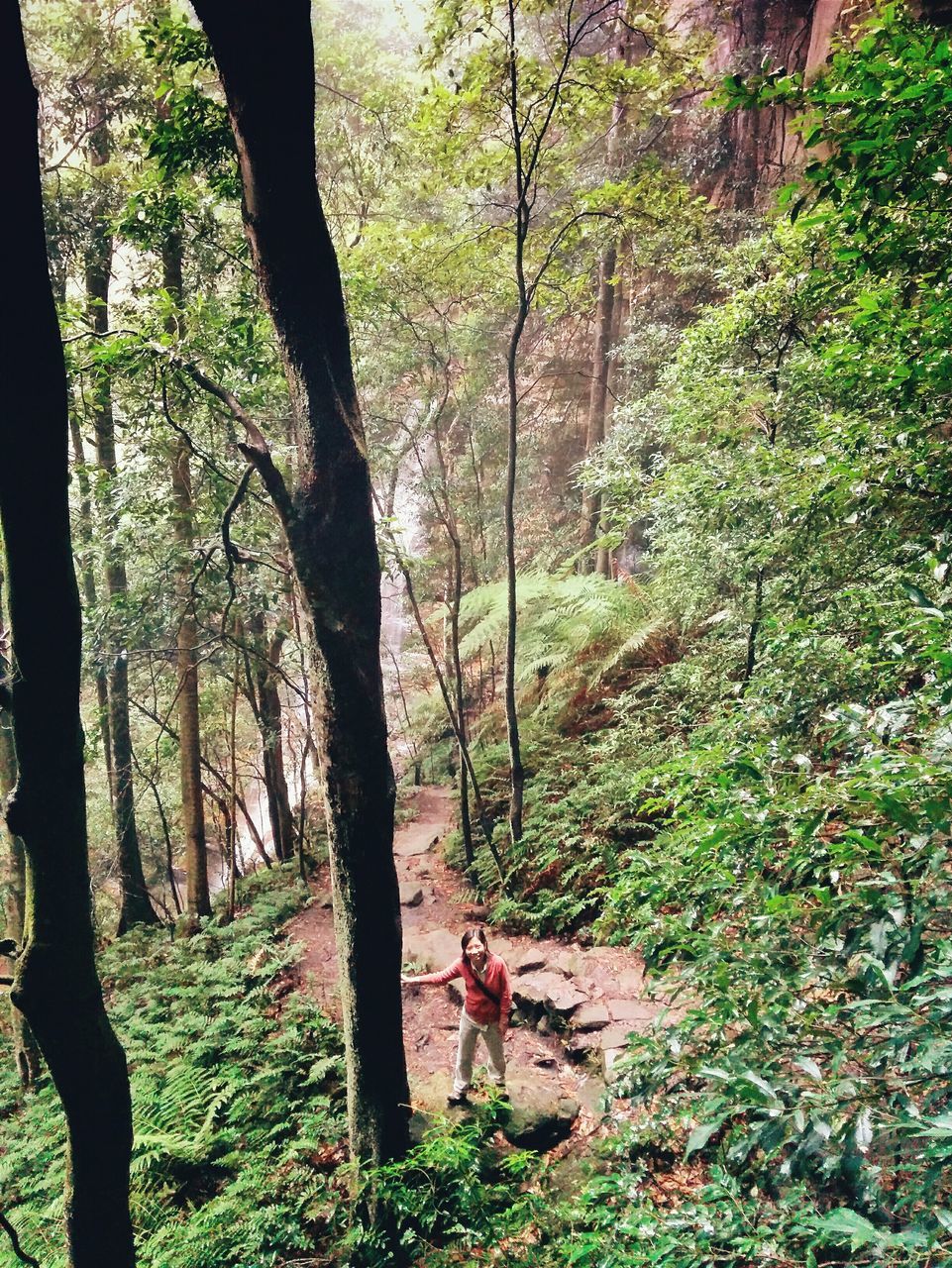 tree, forest, tree trunk, growth, tranquility, nature, tranquil scene, woodland, beauty in nature, green color, scenics, non-urban scene, lush foliage, plant, moss, branch, day, idyllic, landscape, outdoors