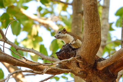 Low angle view of squirrel on tree