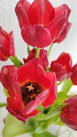 Close-up of bee on red tulip