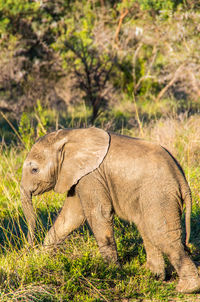 Side view of elephant on land