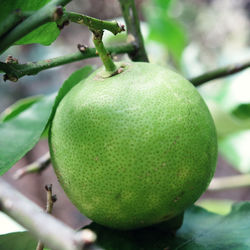 Close-up of apples on tree