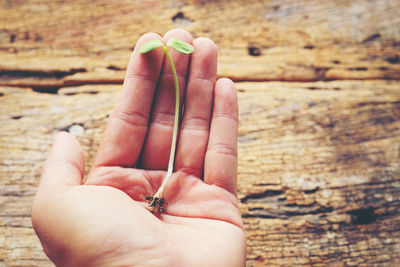 Cropped hand holding sapling over table