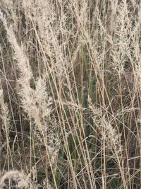 Full frame shot of plants growing on land