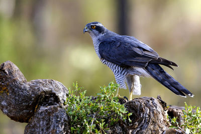 Close-up of bird perching on rock