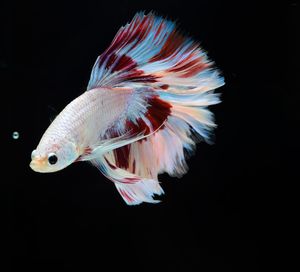 Close-up of fish underwater