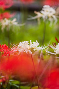 Close-up of red flowering plant