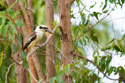 Kookaburra perching on tree in forest