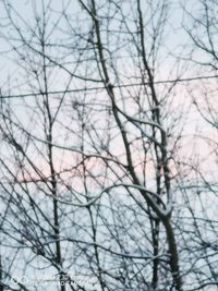 Low angle view of bare trees against sky during winter