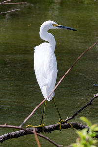 Bird perching on a lake