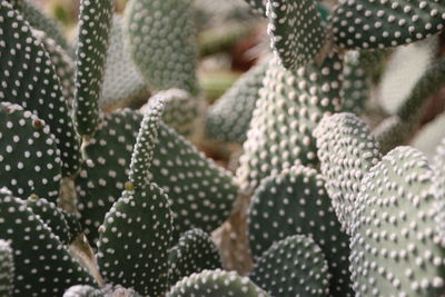 Close-up of leaves