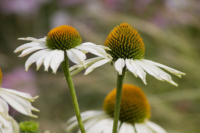 Close-up of yellow flowering plant