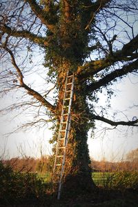 Low angle view of tree in forest