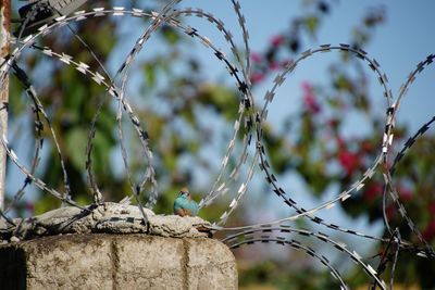 Close-up of fence against plants