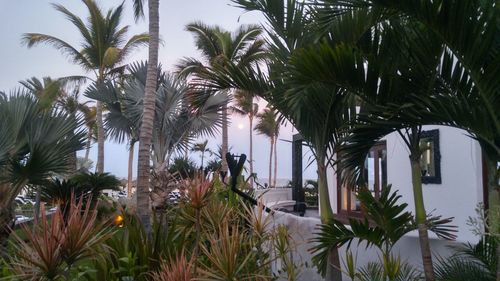 Low angle view of palm trees against sky