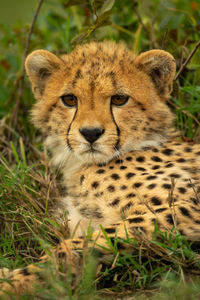 Close-up of cheetah cub lying in undergrowth