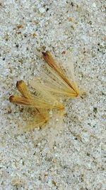 High angle view of insect on leaf