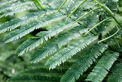 Full frame shot of wet leaves on tree during rainy season