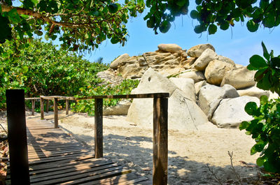 Trees in park against sky