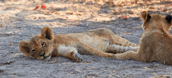 Two lion cubs lying down in the shade of a tree