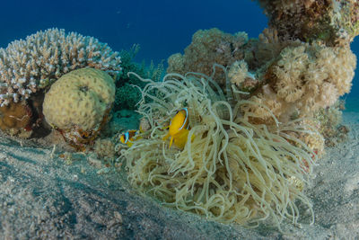 Close-up of coral in sea