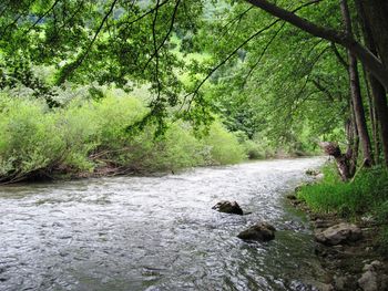Stream amidst trees in forest