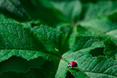 Close-up of ladybug on leaf