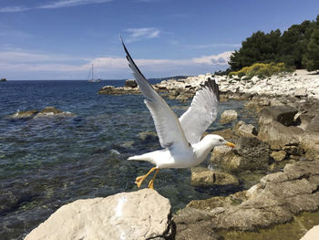 A sea gull is starting his flight to somewhere