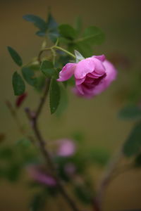 Close-up of pink flower blooming outdoors