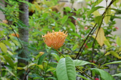 Close-up of plant