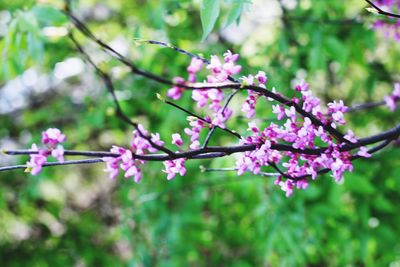 Close-up of pink flowers on branch