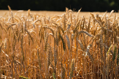 Golden ripe ears of wheat. wheat field. ears of golden wheat close up.