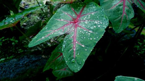 Close-up of raindrops on maple leaves