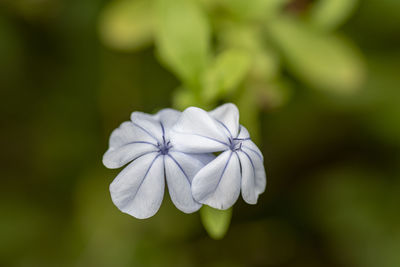 Close-up of white flowering plant