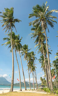 Palm trees on beach against sky