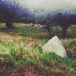 Trees on grassy field