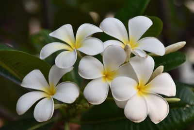 Bunch of white frangipani flowers