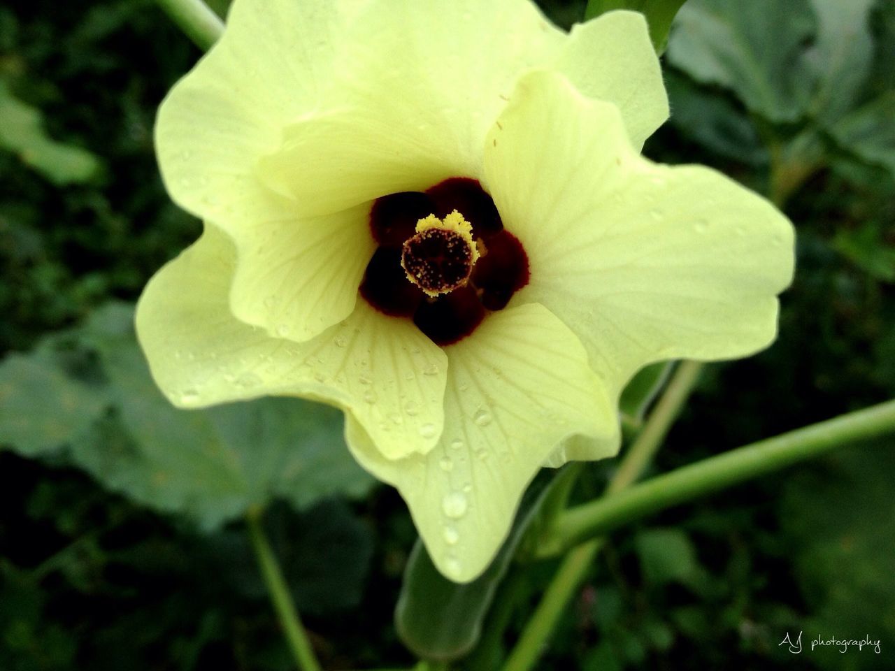 flower, freshness, petal, fragility, flower head, growth, drop, beauty in nature, close-up, single flower, wet, water, dew, nature, blooming, focus on foreground, pollen, in bloom, plant, stamen