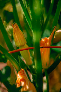 Close-up of orange flowering plant