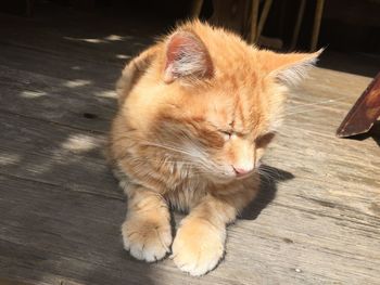 High angle view of cat on wooden floor