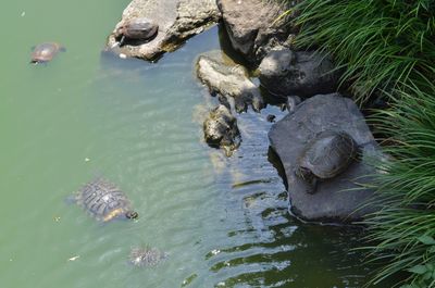 High angle view of ducks swimming in water