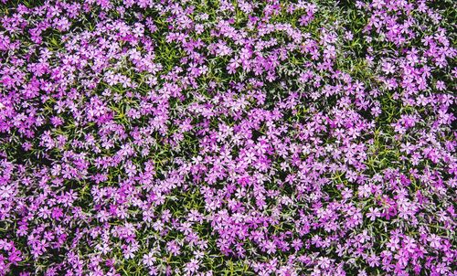 Full frame shot of pink flowers blooming outdoors