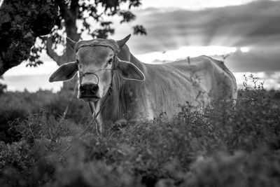 Portrait of cow standing amidst plants on field